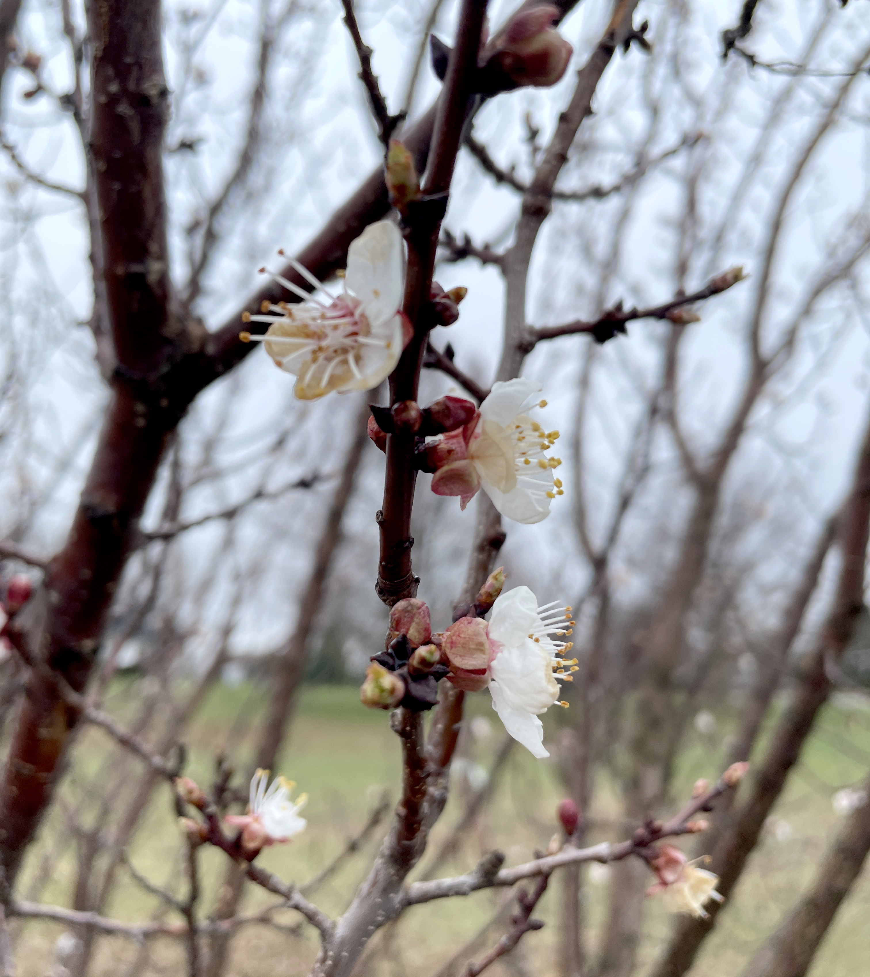 Apricot buds on an apricot tree.